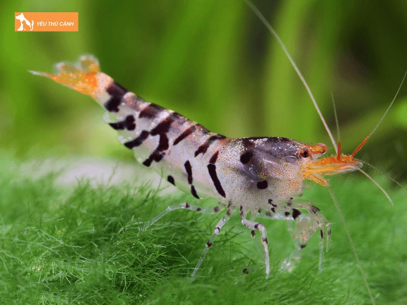 Cho-tep-an-gi-thucanh