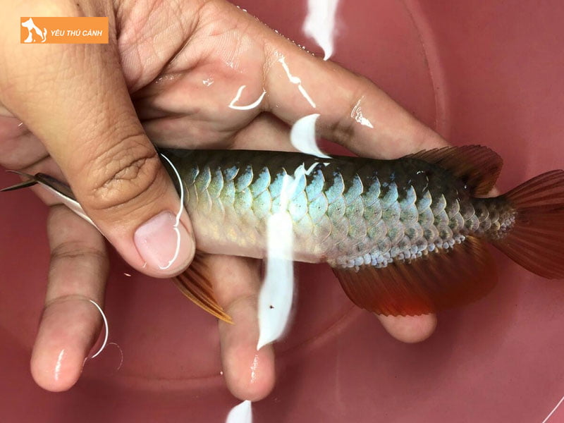 Chon-ca-rong-highback-thucanh