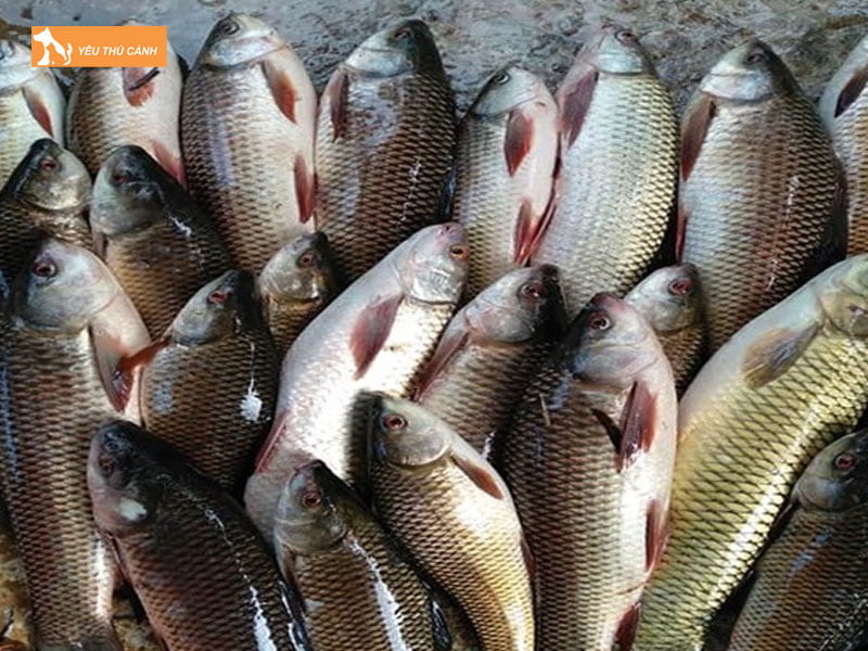 Chon-giong-ca-troi-thucanh