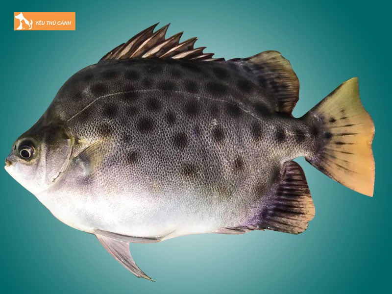 Chon-giong-va-tha-giong-thucanh