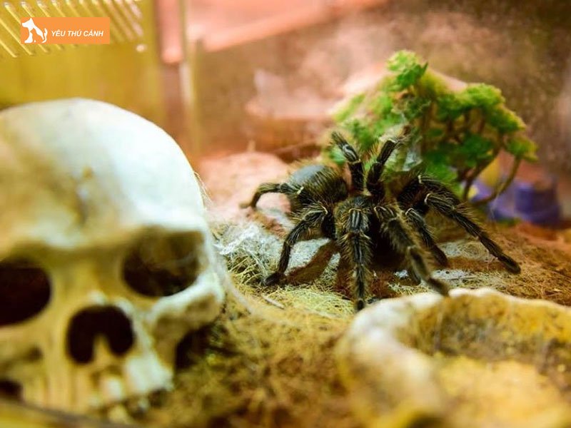 Chon-lua-chuong-nuoi-nhen-thucanh