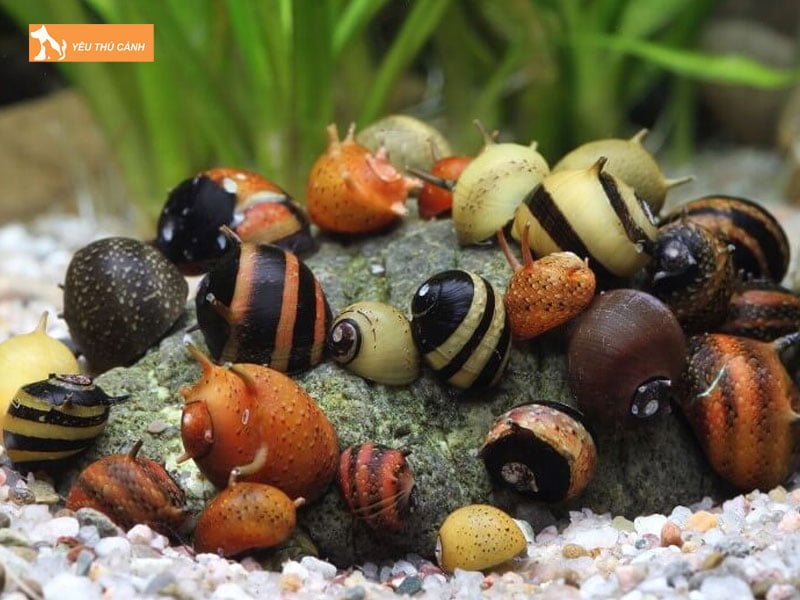 Chon-oc-nerita-the-nao-thucanh