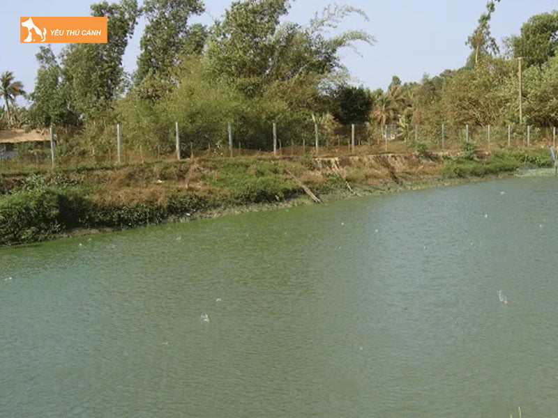 Chuan-bi-ao-nuoi-ca-troi-thucanh