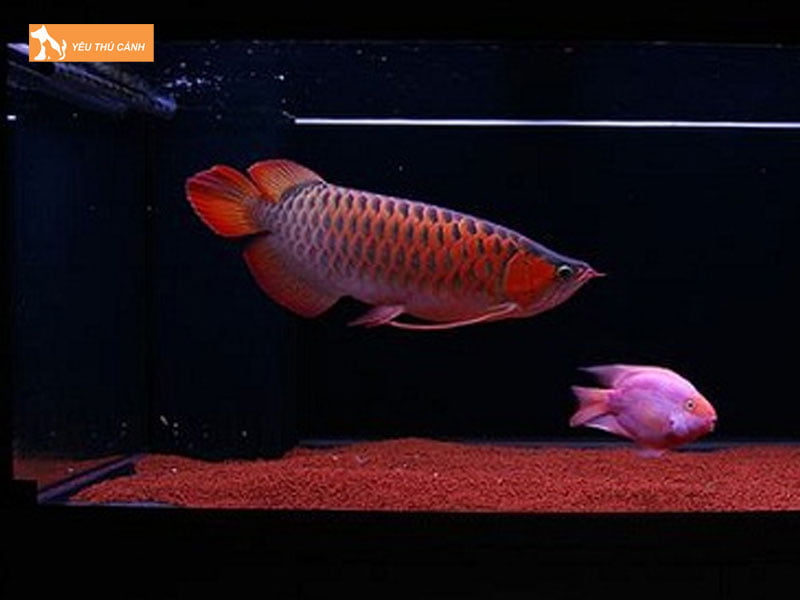 Chuan-bi-be-nuoi-ca-thucanh