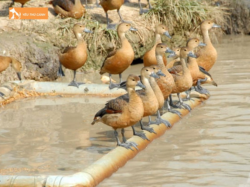 Chuan-bi-chuong-nuoi-thucanh