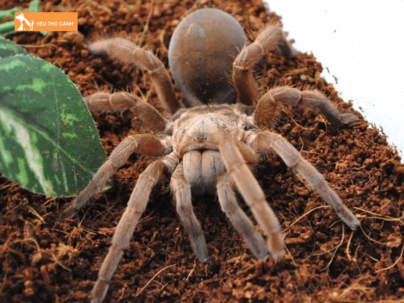 Chuan-bi-dat-nen-thucanh