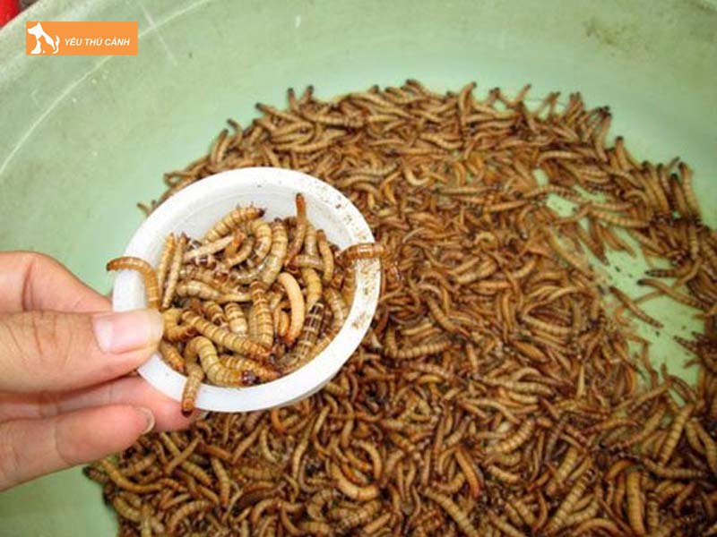 Chuan-bi-dung-cu-nuoi-sau-mealworm-thucanh