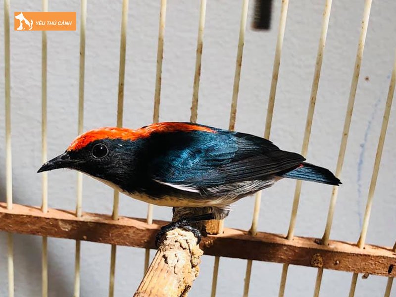 Chuan-bi-long-nuoi-thucanh