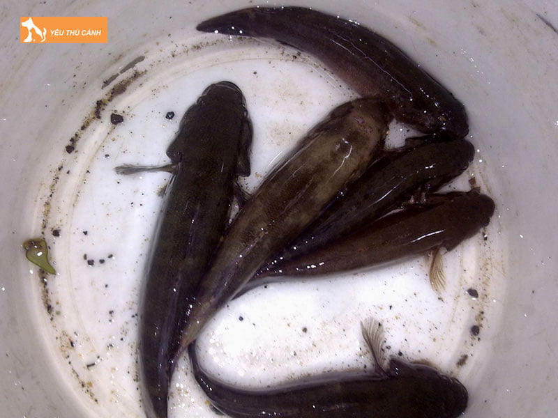 Dac-diem-ca-bong-dua-thucanh