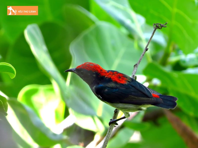 Dac-diem-noi-bat-cua-chim-oc-mit-thucanh