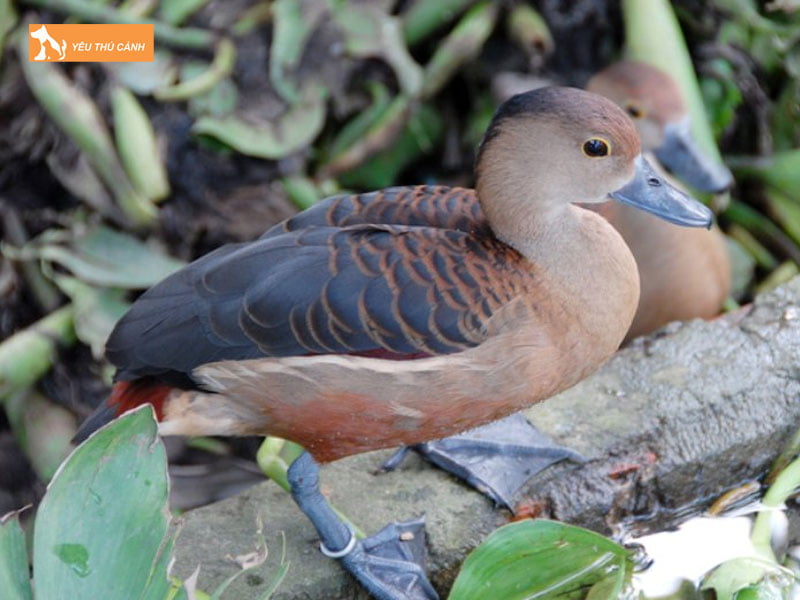 Dac-diem-sinh-hoc-cua-chim-le-le-thucanh