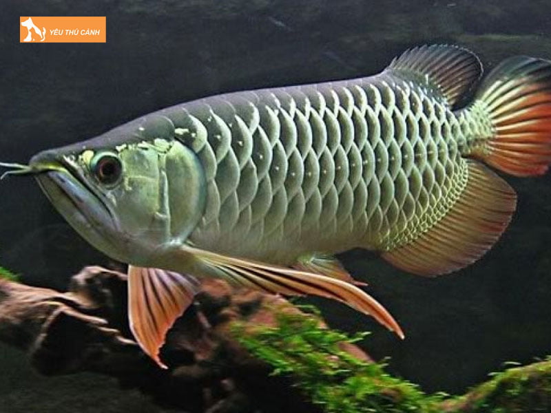 Gioi-thieu-ve-ca-rong-highback-thucanh