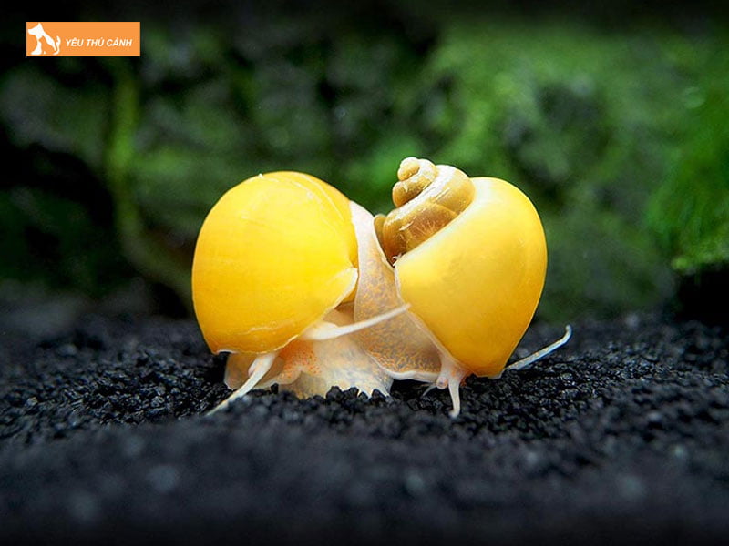 Gioi-thieu-ve-oc-tao-vang-thucanh