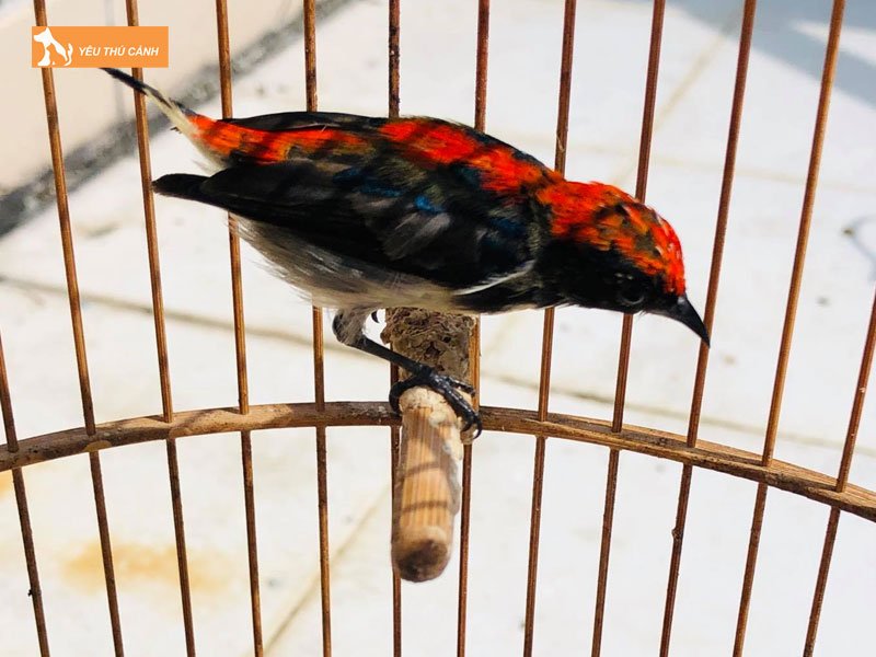 Huong-dan-phan-biet-chim-oc-mit-duc-va-cai-thucanh