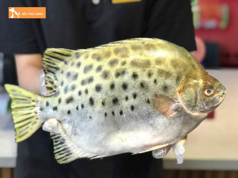 Luu-y-khi-nuoi-ca-nau-trong-ao-bat-thucanh