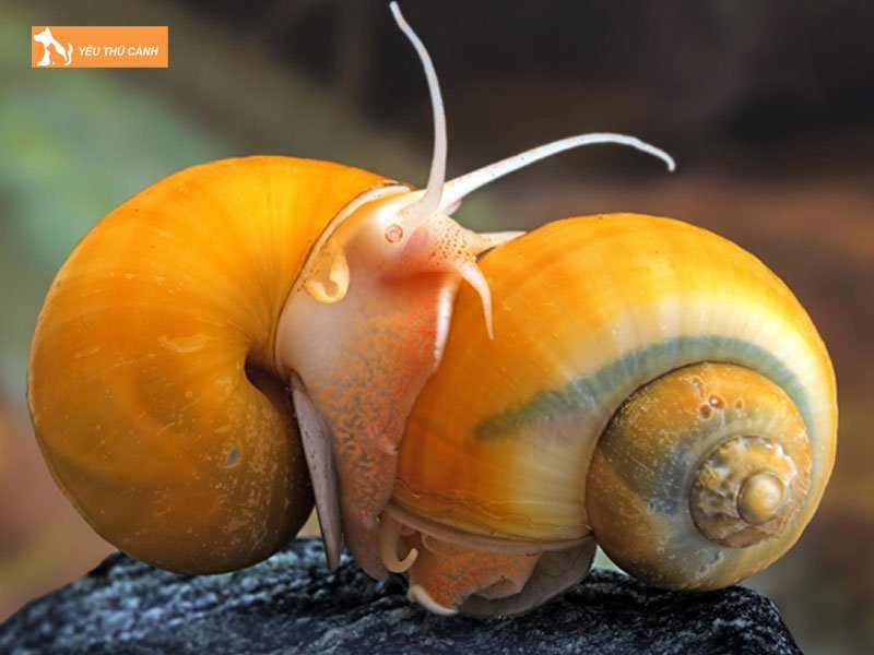 Luu-y-khi-nuoi-oc-tao-vang-sinh-san-thucanh