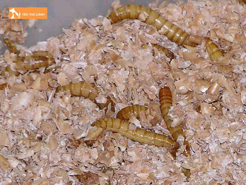 Luu-y-khi-nuoi-sau-bot-thucanh