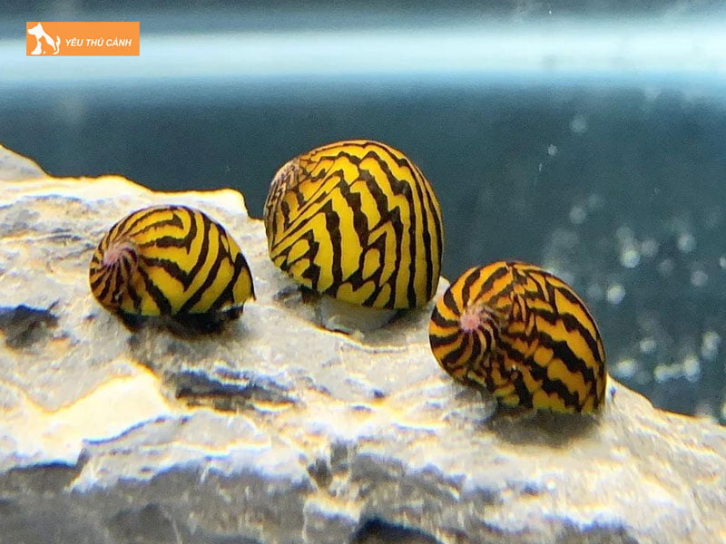 Nen-nuoi-oc-nerita-voi-loai-thuy-sinh-nao-thucanh