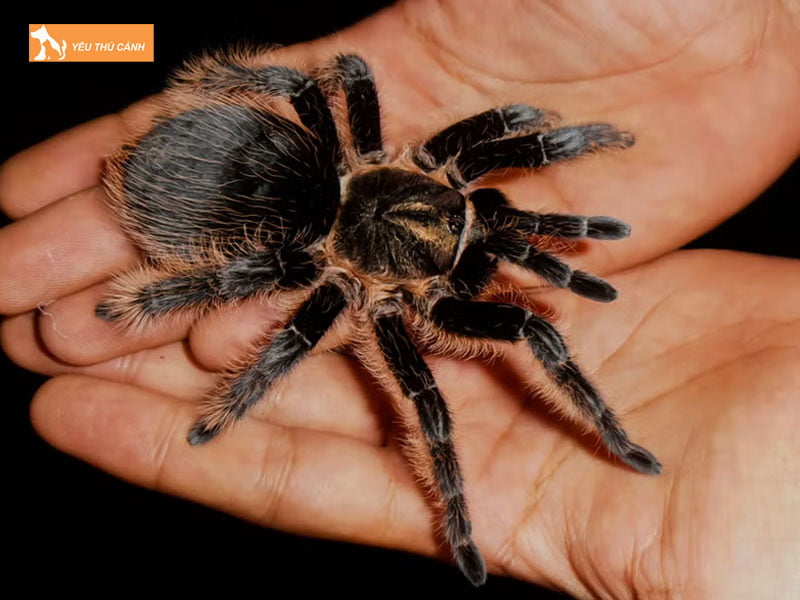 Nhen-tarantula-la-nhen-gi-thucanh