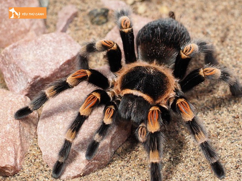 Nhung-luu-y-khi-nuoi-nhen-tarantula-thucanh