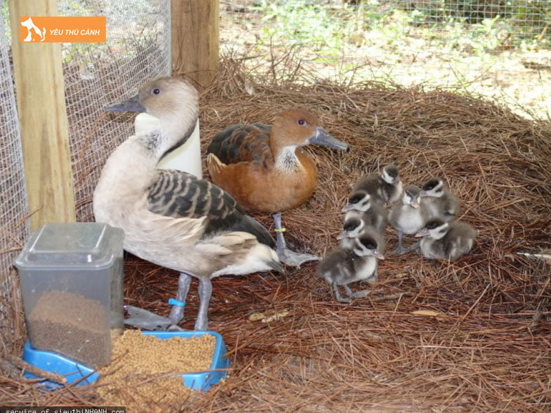 Nuoi-chim-le-le-sinh-san-thucanh