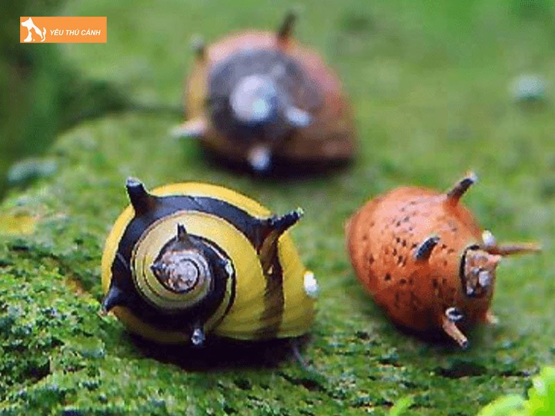 Oc-nerita-sinh-san-thucanh