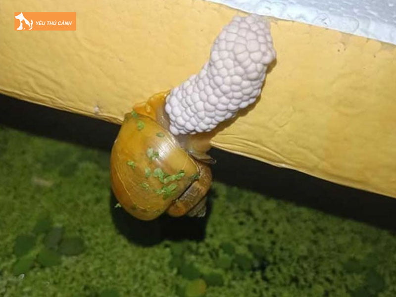 Oc-tao-vang-sinh-san-thucanh