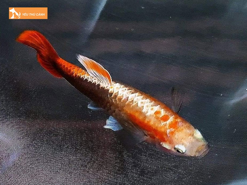 Phong-benh-cho-ca-thucanh