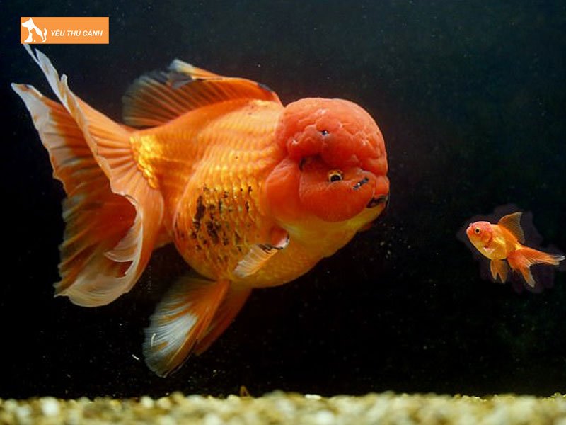 Phong-benh-cho-ca-vang-dau-lan-oranda-thucanh