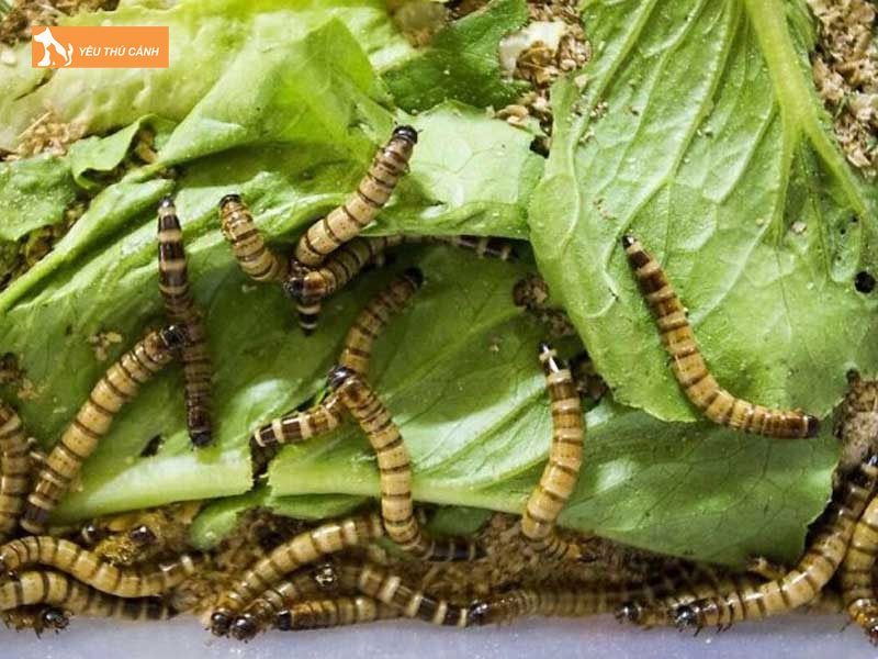 Sau-mealworm-la-sau-gi-thucanh