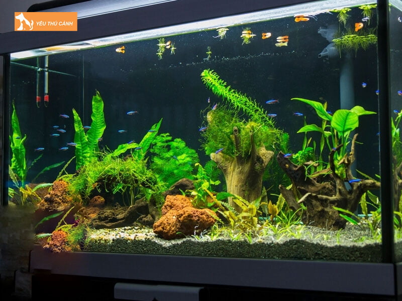 Setup-be-nuoi-ca-thucanh