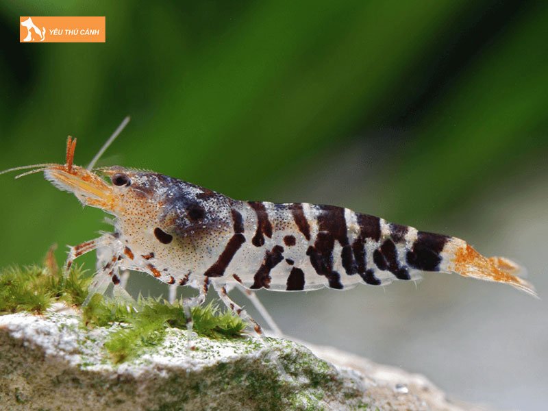 Tep-thanh-mai-la-tep-gi-thucanh