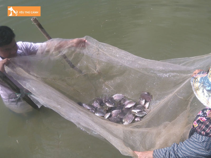 Thu-hoach-ca-thucanh