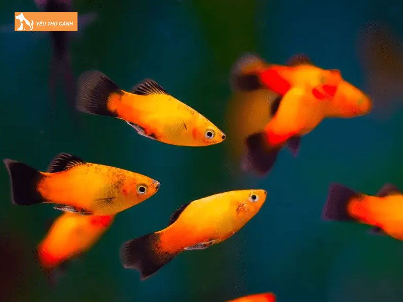 Thuc-an-cho-ca-ha-lan-thucanh