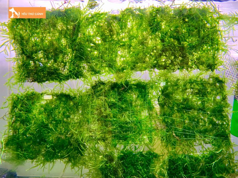 Thuc-an-cho-ca-nau-thucanh