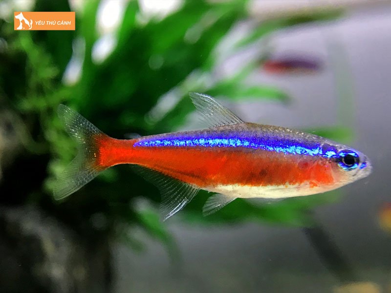 Thuc-an-cho-ca-neon-vua-thucanh