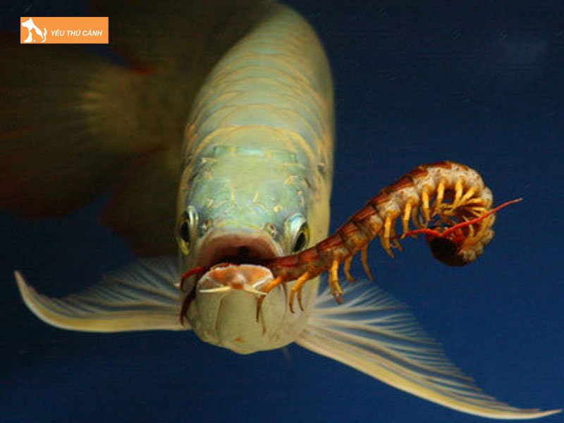 Thuc-an-cho-ca-thucanh