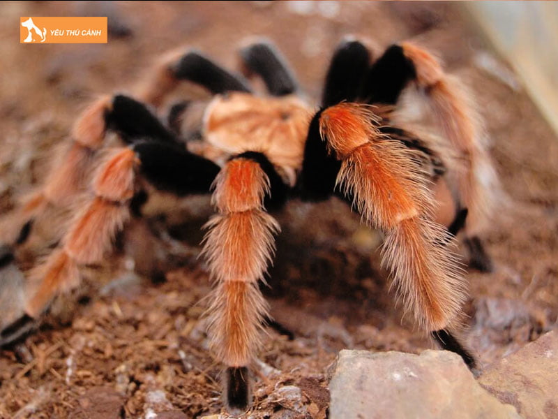 Thuc-an-cho-nhen-tarantula-thucanh