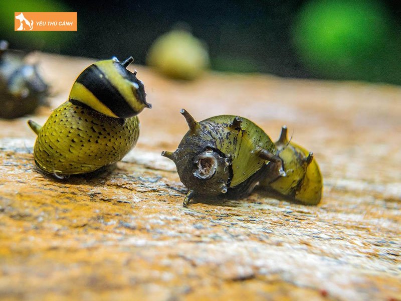 Thuc-an-cua-oc-nerita-thucanh