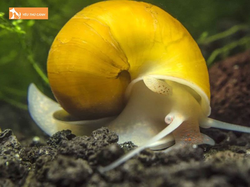 Thuc-an-cua-oc-tao-vang-thucanh