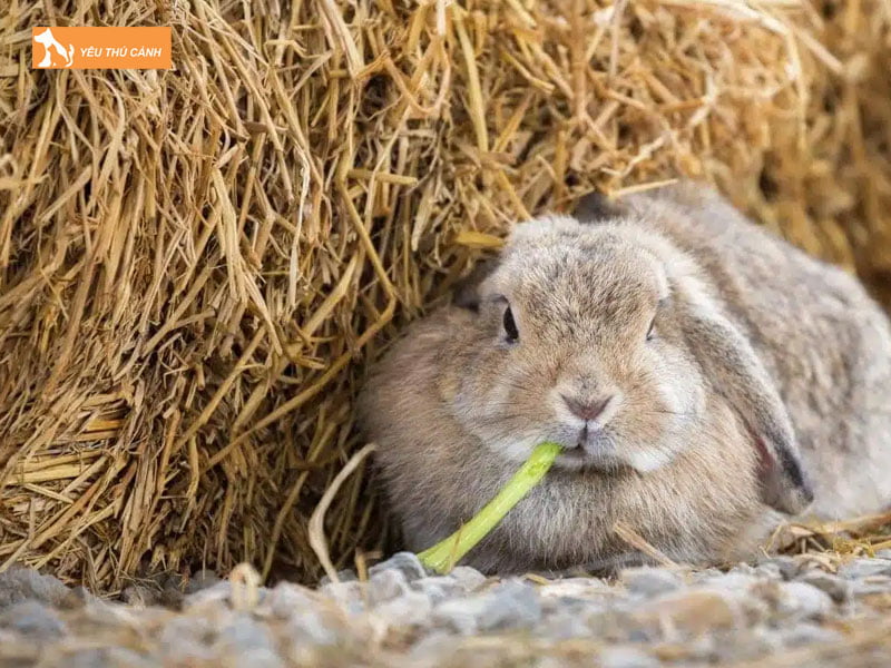 Thuc-an-tuoi-cho-tho-thucanh