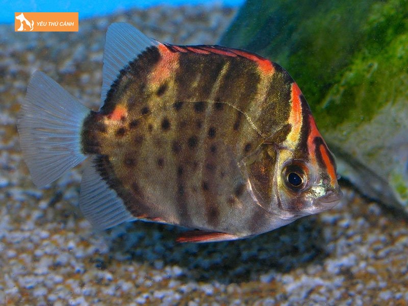 Tim-hieu-so-luoc-ve-ca-nau-thucanh