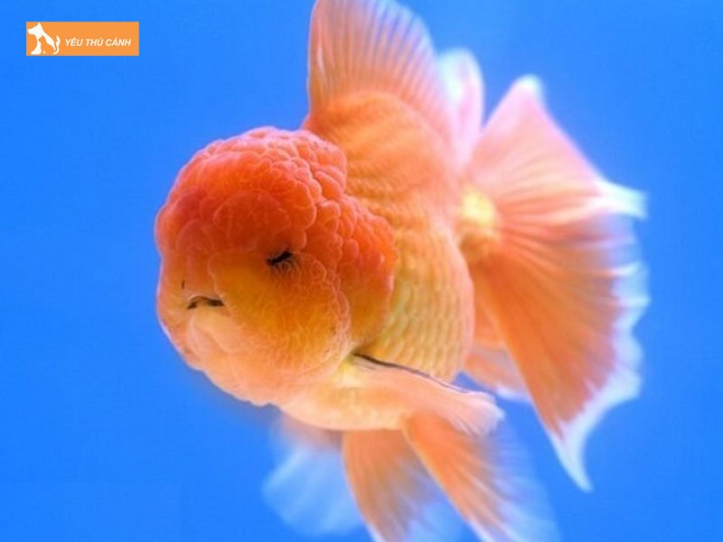 Tim-hieu-ve-ca-vang-dau-lan-oranda-thucanh