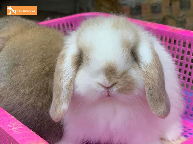 Tim-hieu-ve-giong-tho-minilop-thucanh