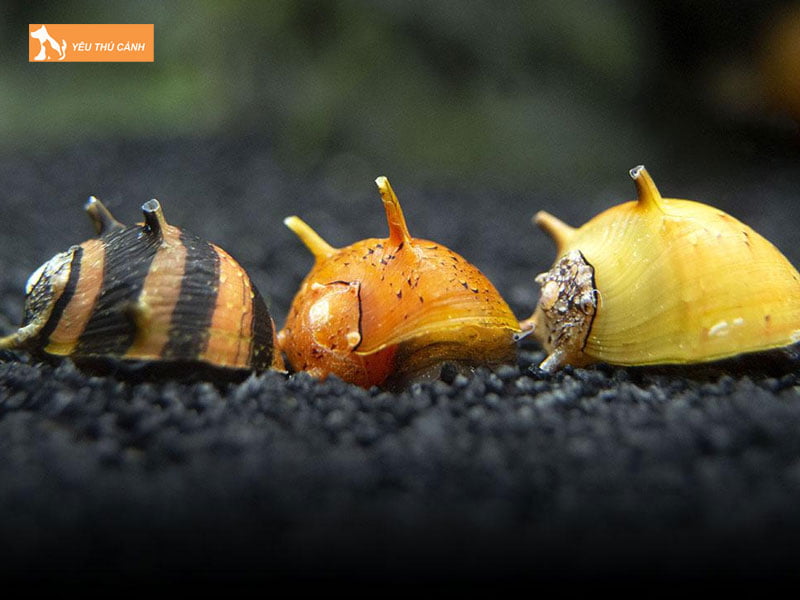 Tim-hieu-ve-oc-nerita-thucanh