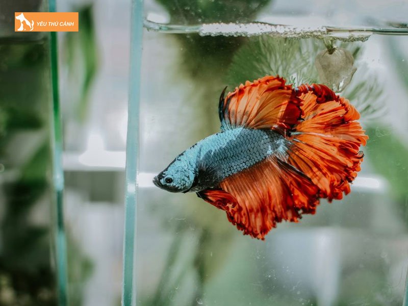 Be-nuoi-ca-betta-halfmoon-thucanh