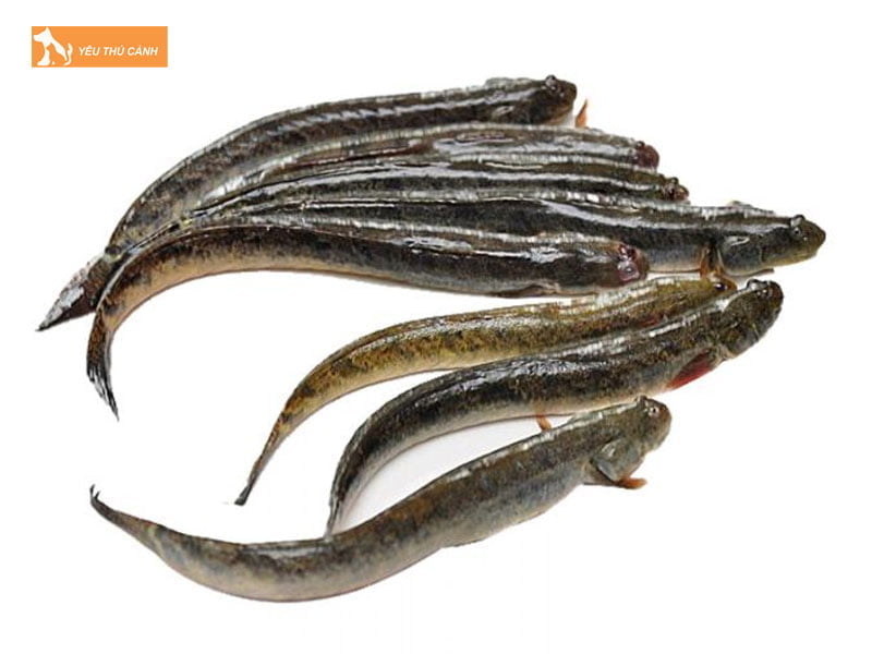 Ca-keo-la-ca-gi-thucanh