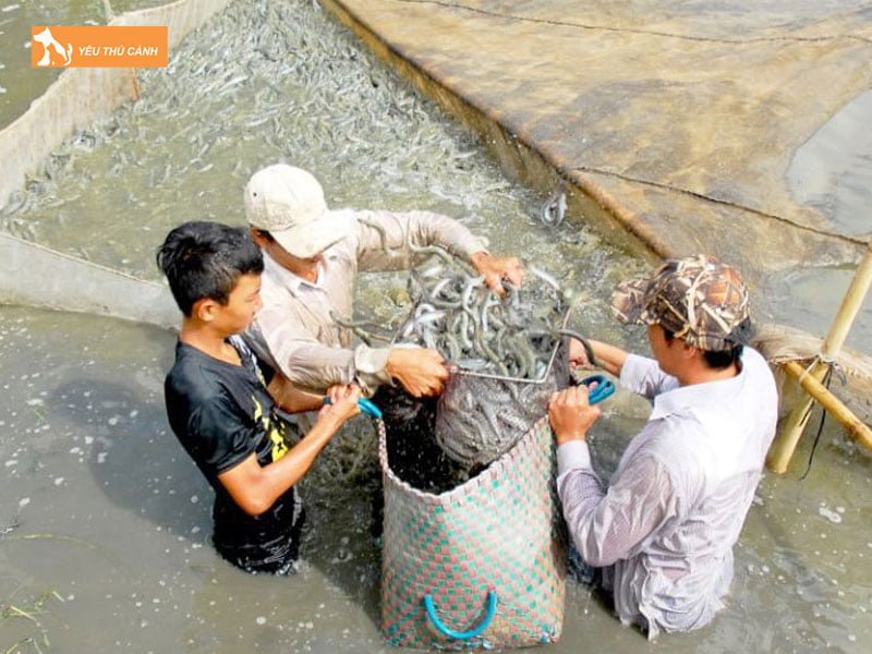 Cach-cham-soc-ca-keo-thucanh