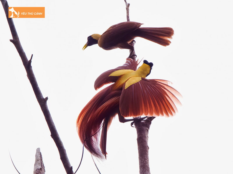 Cach-cham-soc-thucanh