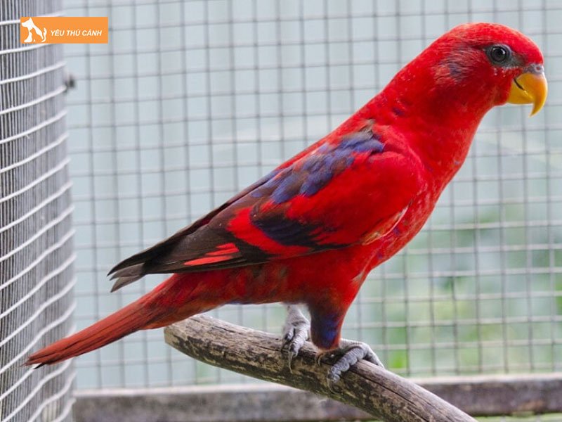 Cach-cham-soc-vet-lory-thucanh
